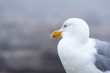 Herring gull at Schoodic Point in the Acadia National Park, Maine, United-States. 