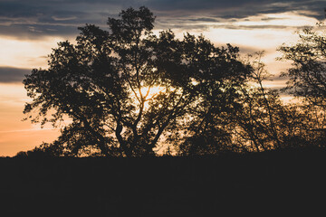 Sonnenaufgang im Wald II