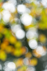 Woodland bokeh in the forest out of focus trees and elements of light 