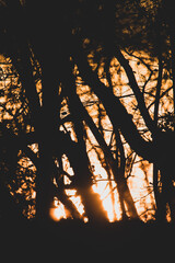 Sonnenaufgang im Wald I