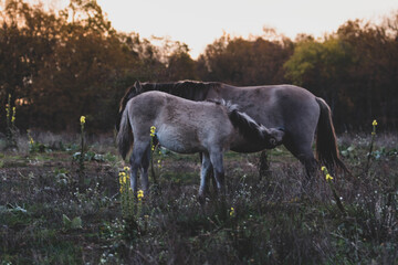 Pferd im Sonnenaufgang