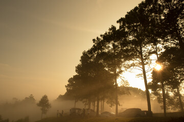 Pine forest with fog background