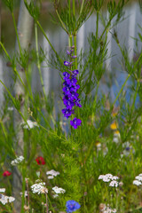 Wild flowers with the Delphinium pacific 'blue bird' ofwel Ridderspoor