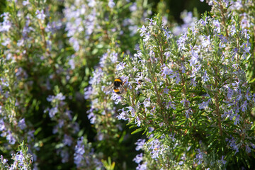 Herbal lavender flowers