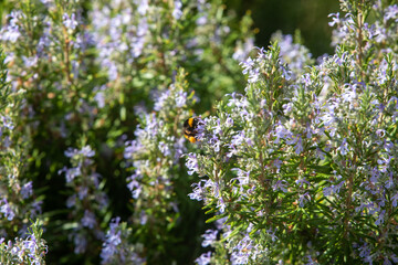 Herbal lavender flowers