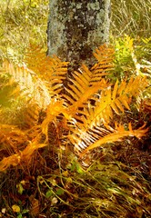 autumn yellow fern in the sun