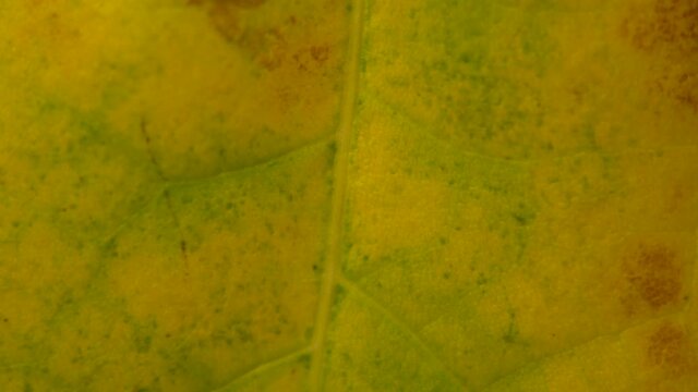 Close-up shot of the yellowish fallen leaves turning round.