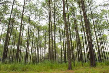 Pine forest with natural background