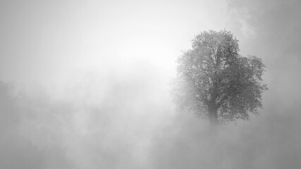 misty morning in the forest