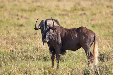 Black wildebeest in Mountain zebra National Park