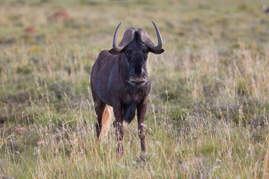 Black Wildebeest In Mountain Zebra National Park