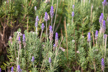 Close-up of lavender flowers in natural light