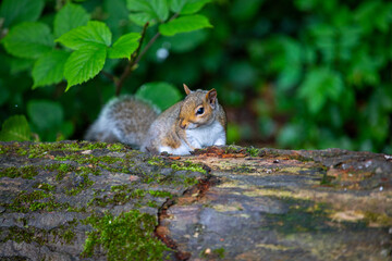 Grey squirrel on a log, looking around