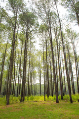 Fototapeta premium Pine forest