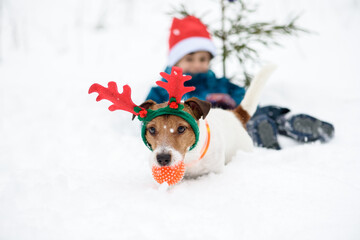 Dog wearing reindeer antlers and little Santa Claus in red hat romping in snow with toy