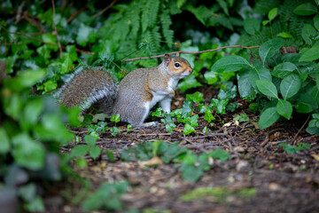 Grey squirrel on the ground, amongst some leaves