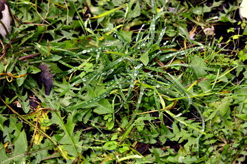water droplets on the grass after rain
