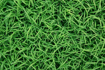 Naklejka premium spring season abstract natural background of green rice farm close up with water drop . grass with water drops . 