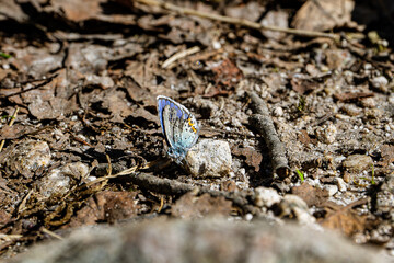 Colored butterfly on the brown ground