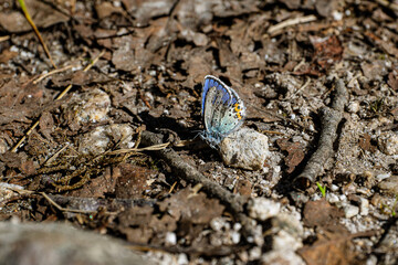 Colored butterfly on the brown ground