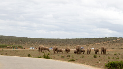 Fototapeta na wymiar Addo Elephant National Park: herd of elephant approaching Hapoor waterhole