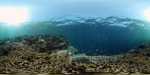 Wonderful and beautiful underwater colorful fishes and corals in the tropical reef. Philippines. 360 panorama VR