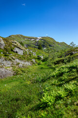 Mountain landscape with trees, marshland and snow