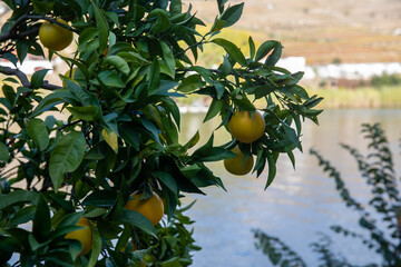 Close-up of orange tree Citrus sinensis fruits