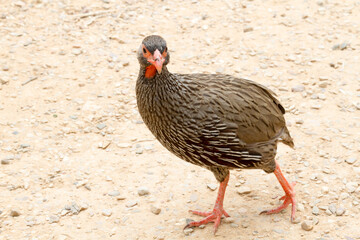 Fototapeta premium Addo Elephant National Park: Red necked Francolin begging for food at a picnic site