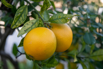 Close-up of orange tree