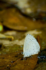 beautiful butterfly on mud - puddling .silvery hedge blue ( celastrina gigas)