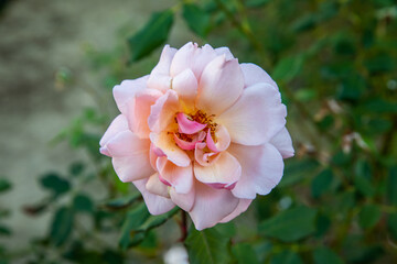 Autumn in Douro Valley, Portugal