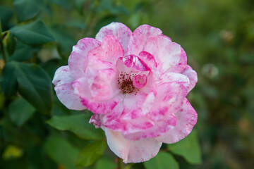 Autumn in Douro Valley, Portugal