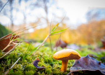 wild mushrooms of the autumn fall season macro photography