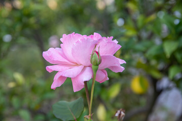Autumn in Douro Valley, Portugal