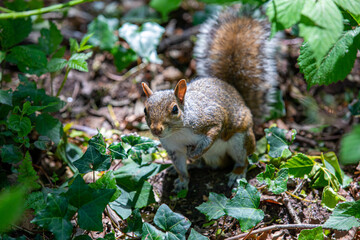 Grey squirrel on the ground, with a paw in the air