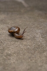 Tiny land snail walking in soil. Focus on conch's back. Isolated background 