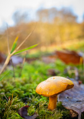 wild mushrooms of the autumn fall season macro photography