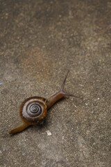 Tiny land snail walking in soil. Focus on conch's back. Isolated background 