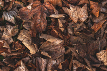Abstract background of fallen leaves.