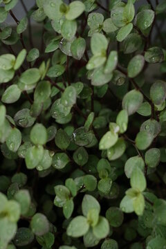 A close up of Callisia Repens (Tanaman Kribo) as ornamental foliage