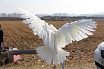 한국공원에서찍은앵무새입니다