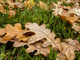 Autumn leaves on the grass