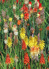 Obraz premium Bed of red hot poker flowers 