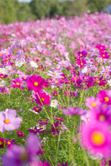 Cosmos flowers in a park