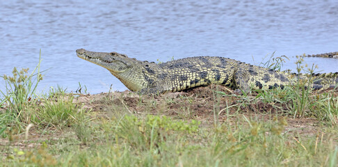 Crocodile at the side of water, Moremi Game Reserve, Botswana 
