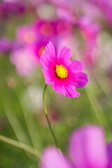 Obraz premium Cosmos flowers in a park