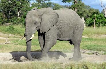 Fototapeta na wymiar Elephant looking for salt, Moremi Game Reserve, Botswana 