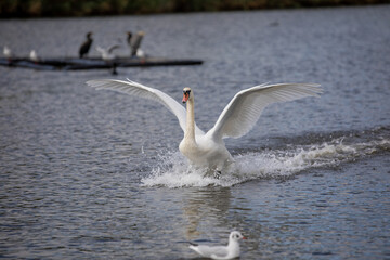 Swan landing on a lake