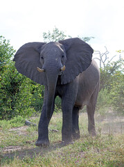 Naklejka premium Threatening male elephant, Moremi Game Reserve, Botswana 